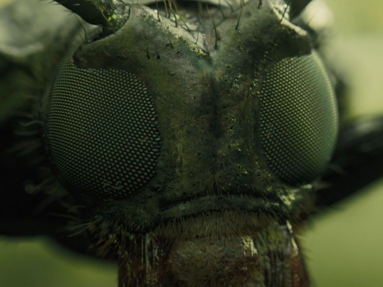 Macro Lens Shot Example Featured Macro Lens Shot from Blade Runner