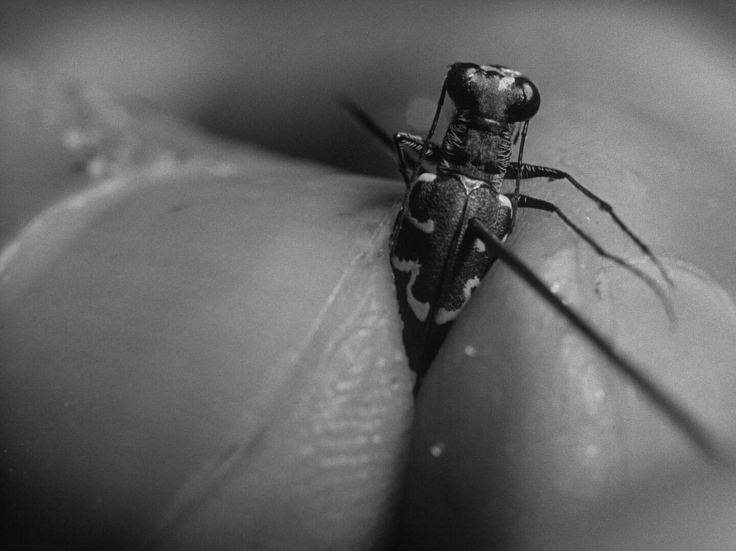 Macro Lens Shot Example Macro Lens Shot of a wasp from Woman in the Dunes