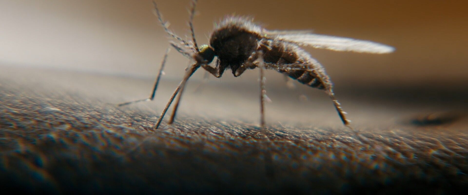 Macro Lens Shot Example Macro Lens Shot of Wasp from Encounter